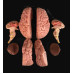 Brain Model, 8 Parts, Life Size Brain Model, 8 Parts, Life Size