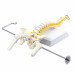 Spine Model, Mini, Flexible