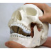 Skull Model with 8 Masticatory Muscles Skull Model with 8 Masticatory Muscles