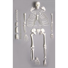 Skeleton, Disarticulate, Life-size, 170cm