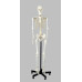 Skeleton Model, Flexible, Life Size, 170cm Skeleton Model, Flexible, Life Size, 170cm