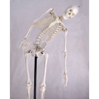 Skeleton Model, Flexible, Life Size, 170cm 