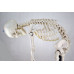 Skeleton Model, Flexible, Life Size, 170cm Skeleton Model, Flexible, Life Size, 170cm