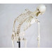 Skeleton Model, Flexible, Life Size, 170cm Skeleton Model, Flexible, Life Size, 170cm