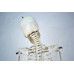 Skeleton Model, Flexible, Life Size, 170cm Skeleton Model, Flexible, Life Size, 170cm