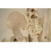 Skeleton Model, Flexible, Life Size, 170cm Skeleton Model, Flexible, Life Size, 170cm