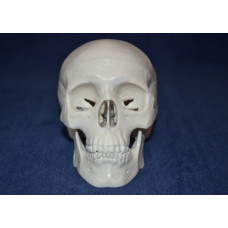 Skull, mini size