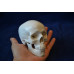 Skull, mini size