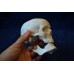 Skull, mini size