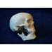 Skull, mini size
