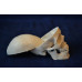 Skull, mini size