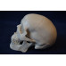 Skull, mini size