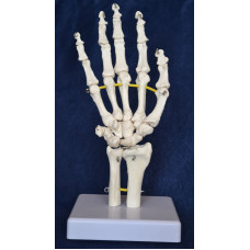 Hand Model, Flexible, Life size