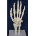 Hand Model, Flexible, Life size
