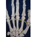 Hand Model, Flexible, Life size