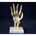 Hand Model, Flexible, Life size