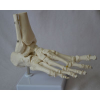 Foot Model, Flexible, Life size
