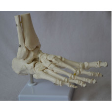 Foot Model, Flexible, Life size