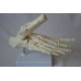 Foot Model, Flexible, Life size Foot Model, Flexible, Life size