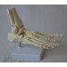 Foot Model, Flexible, Life size Foot Model, Flexible, Life size