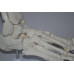 Foot Model, Flexible, Life size Foot Model, Flexible, Life size