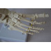 Foot Model, Flexible, Life size Foot Model, Flexible, Life size