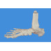 Foot Skeleton Model,Disarticulated and Assembled by magnets,Life size