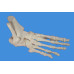 Foot Skeleton Model,Disarticulated and Assembled by magnets,Life size