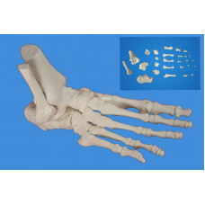 Foot Skeleton Model,Disarticulated and Assembled by magnets,Life size