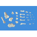 Foot Skeleton Model,Disarticulated and Assembled by magnets,Life size