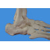 Foot Skeleton Model,Disarticulated and Assembled by magnets,Life size