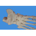 Foot Skeleton Model,Disarticulated and Assembled by magnets,Life size