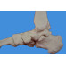 Foot Skeleton Model,Disarticulated and Assembled by magnets,Life size