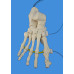 Foot Model, Life Size Beauchene Style, Connected by Wire