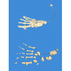 Foot Model, Life Size Beauchene Style, Connected by Wire