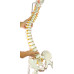 Super Flexible Spine Model, Life Size