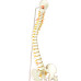 Super Flexible Spine Model, Life Size