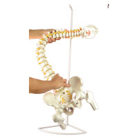 Super Flexible Spine Model, Life Size Super Flexible Spine Model, Life Size