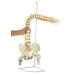 Super Flexible Spine Model, Life Size