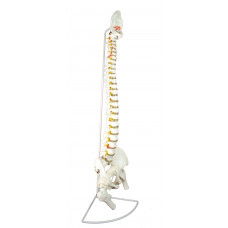 Spine, Flexible, Life Size