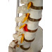 Super Flexible Spine Model, Life Size