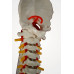 Super Flexible Spine Model, Life Size