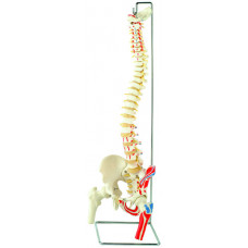 Spine Model with Femur Heads and Painted Muscles, Flexible, Life Size