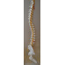 Spine Model with Femur Heads, Open Sacrum, Flexible, Life Size