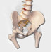Spine Model with Femur Heads, Open Sacrum, Flexible, Life Size