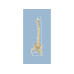 Spine Model with Femur Heads, Open Sacrum, Flexible, Life Size