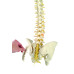Spine Model with Femur Heads, Open Sacrum, Flexible, Life Size