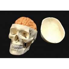 skull with brain