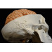 skull with brain skull with brain