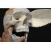 skull with brain skull with brain